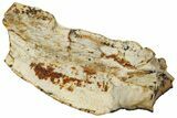 Fossil Triceratops Shed Tooth - Montana #350728-1